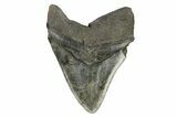 Serrated, Fossil Megalodon Tooth - South Carolina #168935-2